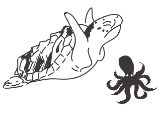 カメ・タコ イラスト